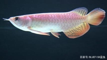龍魚在哪里有：龍魚的原產地主要分布在亞洲、南美洲、南美洲和澳洲等地