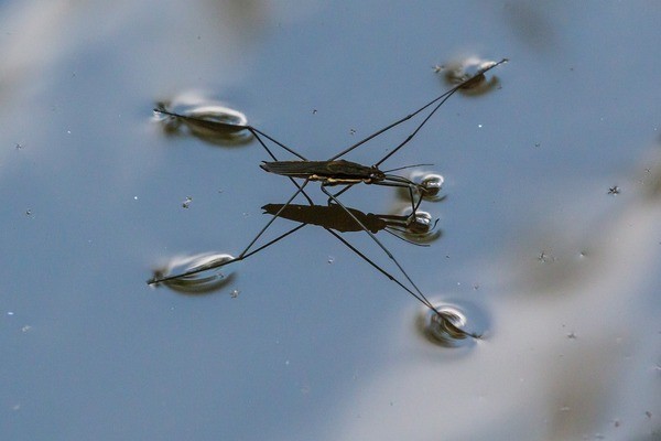 龍魚瞎了一只眼會有什么影響：龍魚瞎了一只眼會對它的日常生活產生影響嗎？