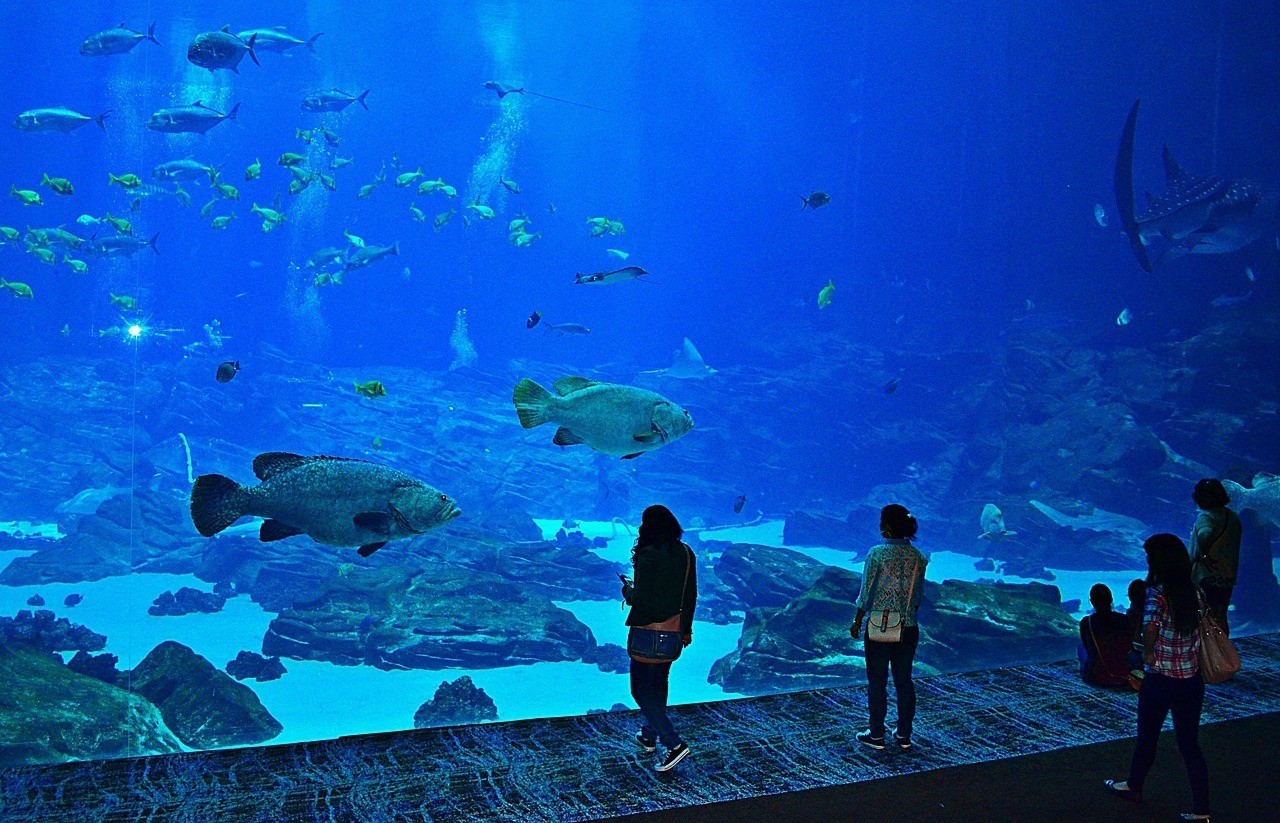 欒川縣獅子廟鎮(zhèn)犇犇花鳥店