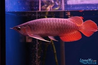 紅龍魚尾巴拉白邊原因【如何判斷紅龍魚尾巴拉白邊】 紅龍魚尾巴拉白邊原因【如何判斷紅龍魚尾巴拉白邊】 龍魚百科 第4張