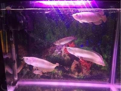福鼎魚缸定制服務：水族館設計理念解析水族館設計理念解析水族館設計理念解析
