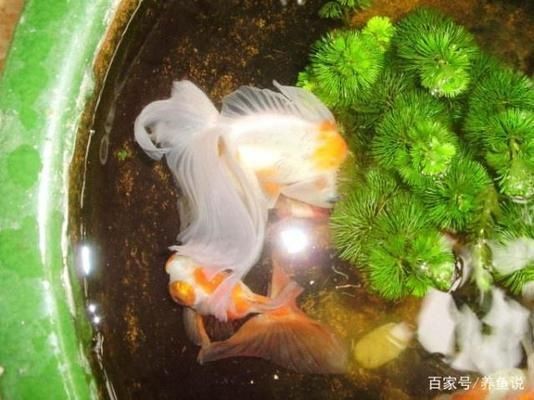 魚缸消毒的最佳實踐方法：魚缸消毒后如何快速恢復生態高錳酸鉀消毒對魚的影響 魚缸消毒的最佳實踐方法：魚缸消毒后如何快速恢復生態高錳酸鉀消毒對魚的影響 魚缸百科 第4張