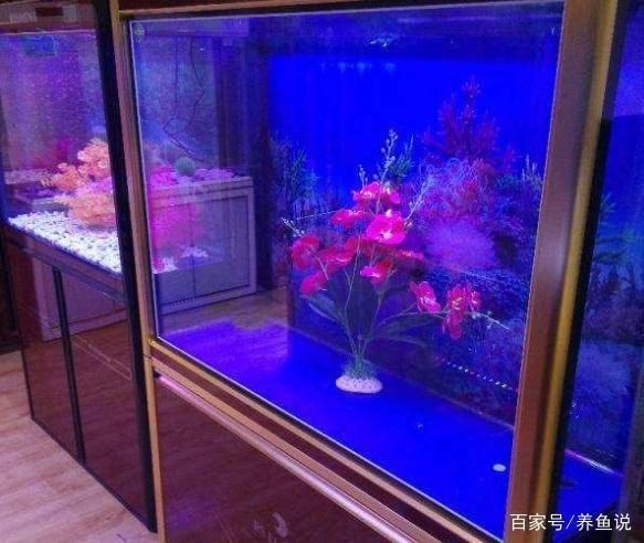 魚缸消毒的最佳實踐方法：魚缸消毒后如何快速恢復生態高錳酸鉀消毒對魚的影響 魚缸消毒的最佳實踐方法：魚缸消毒后如何快速恢復生態高錳酸鉀消毒對魚的影響 魚缸百科 第3張