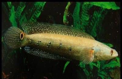 龍魚活食自助：關于龍魚活食的處理方法