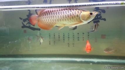 魚缸用增氧泵價格是多少:魚缸增氧機-xtrac增氧機-xtrac增氧機 開發區八里張記水族館(開發區八里張記水族館電話) 全國水族館企業名錄 開發區八里張記水族館(開發區八里張記水族館電話) 開發區八里張記水族館(開發區八里張記水族館電話) 全國水族館企業名錄