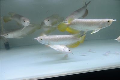 銀龍魚孵化小魚要多久銀龍魚孵化小魚要多久，銀龍魚孵化小魚要多久