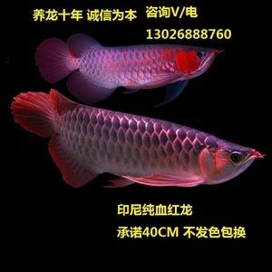 紅龍魚苗公母怎么分：紅龍魚苗公母區(qū)分公母需要仔細觀察多個特征并結(jié)合經(jīng)驗