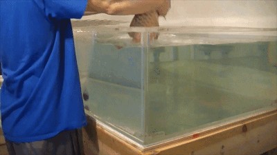 龍魚美容手術(shù)：關(guān)于龍魚美容手術(shù)的詳細(xì)信息