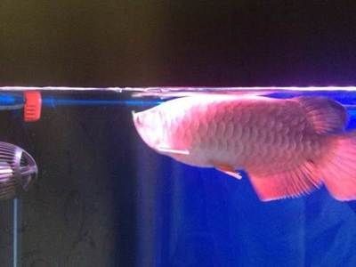 紅龍魚的發色是一個復雜的過程，受到多種因素的影響：紅龍魚如何快速發色