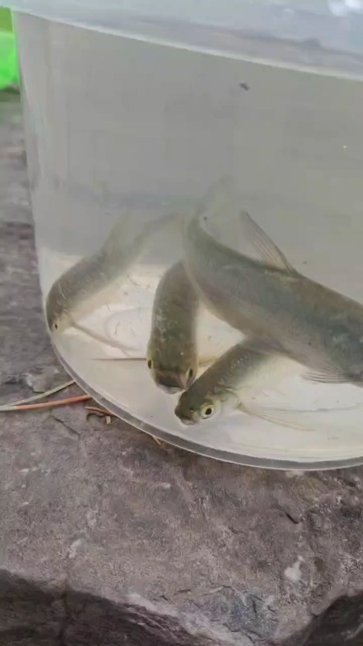 6月8日小魚