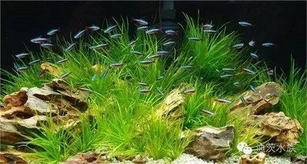 水族箱造景的藝術(shù)演變：如何打造一個美觀的方形魚缸造景？