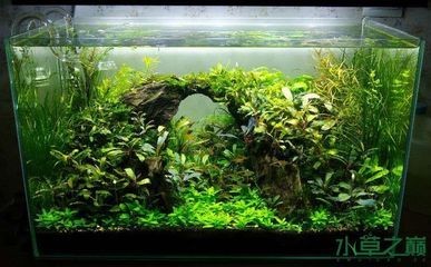 水族箱造景的藝術(shù)演變：如何打造一個美觀的方形魚缸造景？