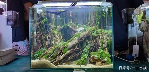 水族箱造景的藝術(shù)演變：如何打造一個美觀的方形魚缸造景？