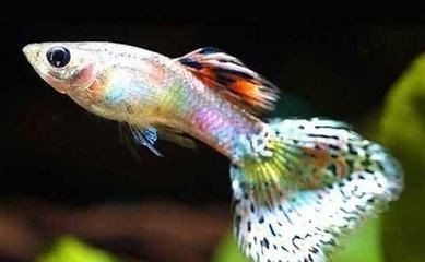 魚缸增氧泵怎么安裝視頻教程全集下載（魚缸增氧泵怎么安裝）