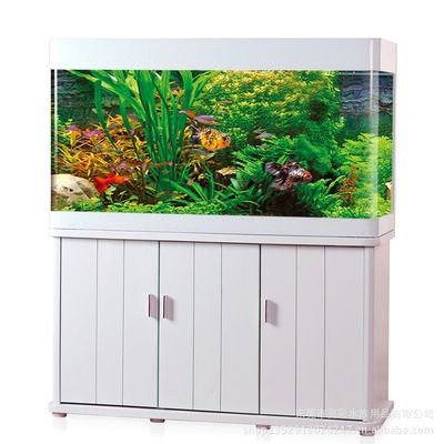 亮彩是什么牌子的魚缸：亮彩魚缸適用魚類推薦