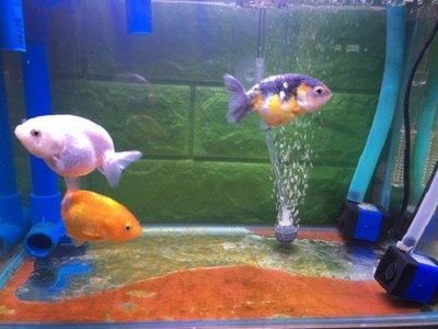 得過水霉病的魚缸怎么處理（水霉病的防治方法）