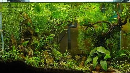 得過水霉病的魚缸怎么處理（水霉病的防治方法）