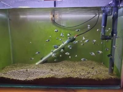 孔雀魚缸水渾濁怎么變清（孔雀魚缸水渾濁怎么變清孔雀魚缸水渾濁怎么變清）