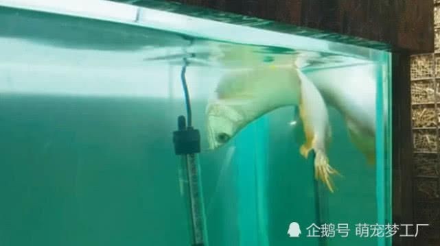 龍魚(yú)游泳搖搖晃晃：龍魚(yú)游泳搖搖晃晃可能由多種因素引起龍魚(yú)游泳不穩(wěn)定