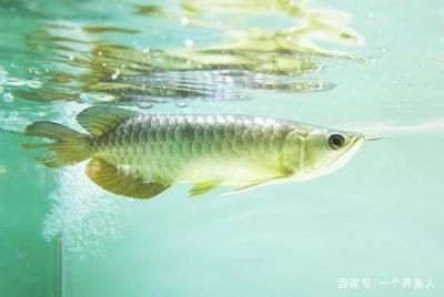龍魚(yú)游泳搖搖晃晃：龍魚(yú)游泳搖搖晃晃可能由多種因素引起龍魚(yú)游泳不穩(wěn)定