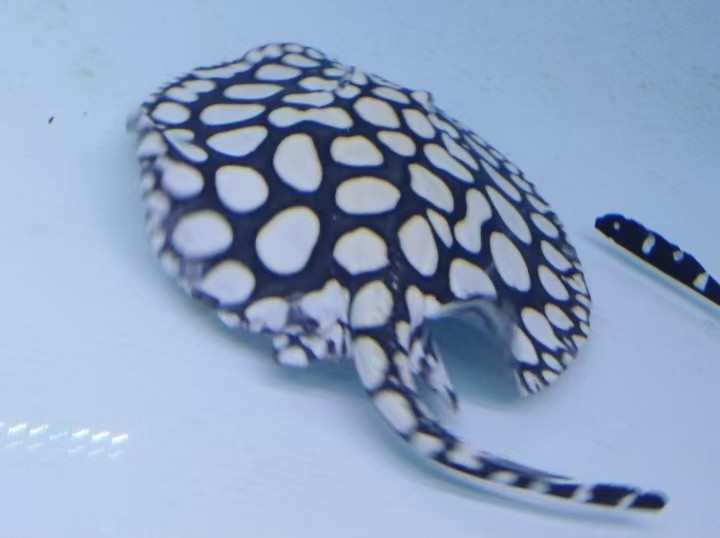 龍堂水族花卉園藝中心（龍堂水族花卉園藝中心地址）
