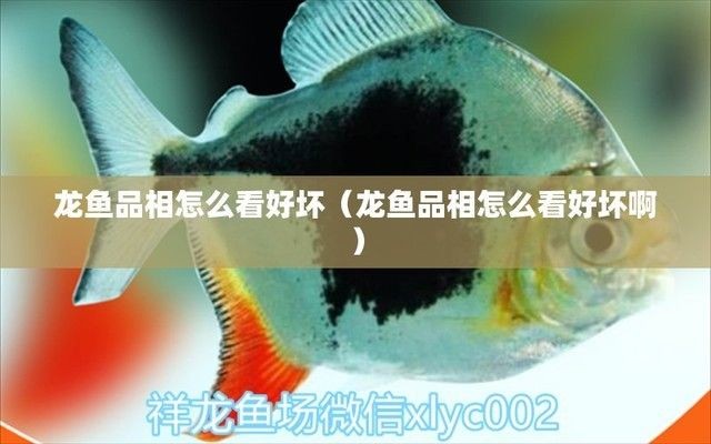 龍魚品相怎么看好壞（如何判斷龍魚的品相？）