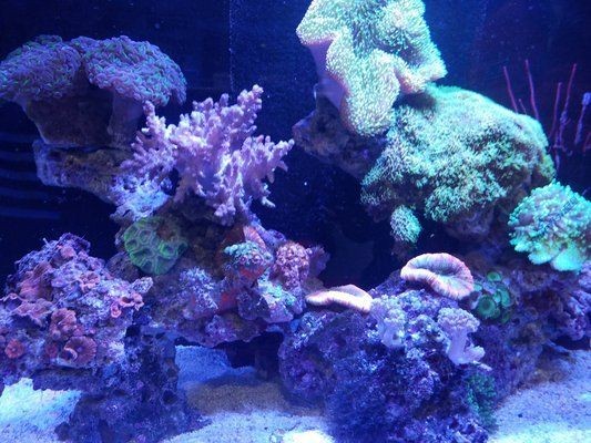 海水魚(yú)缸水質(zhì)維護(hù)的方法：海水魚(yú)缸水質(zhì)維護(hù)的方法：海水魚(yú)缸水質(zhì)維護(hù)方法 海水魚(yú)缸水質(zhì)維護(hù)的方法：海水魚(yú)缸水質(zhì)維護(hù)的方法：海水魚(yú)缸水質(zhì)維護(hù)方法 魚(yú)缸百科 第4張