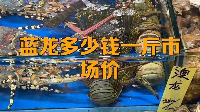 藍龍魚多少錢一斤