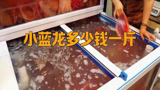 藍龍魚多少錢一斤