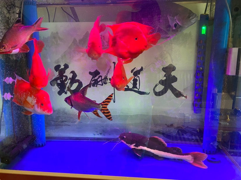 開(kāi)始新的水族生活