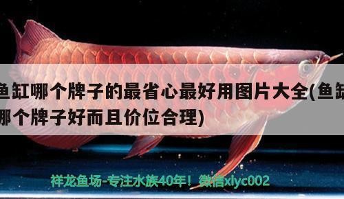 武威市涼州區居龍坊水族館（武威市涼州區居龍坊水族館電話） 武威市涼州區居龍坊水族館（武威市涼州區居龍坊水族館電話） 全國水族館企業名錄