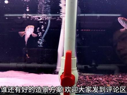 藍寶石龍魚價錢多少一斤 藍寶石龍魚價錢多少一斤 龍魚百科 第1張