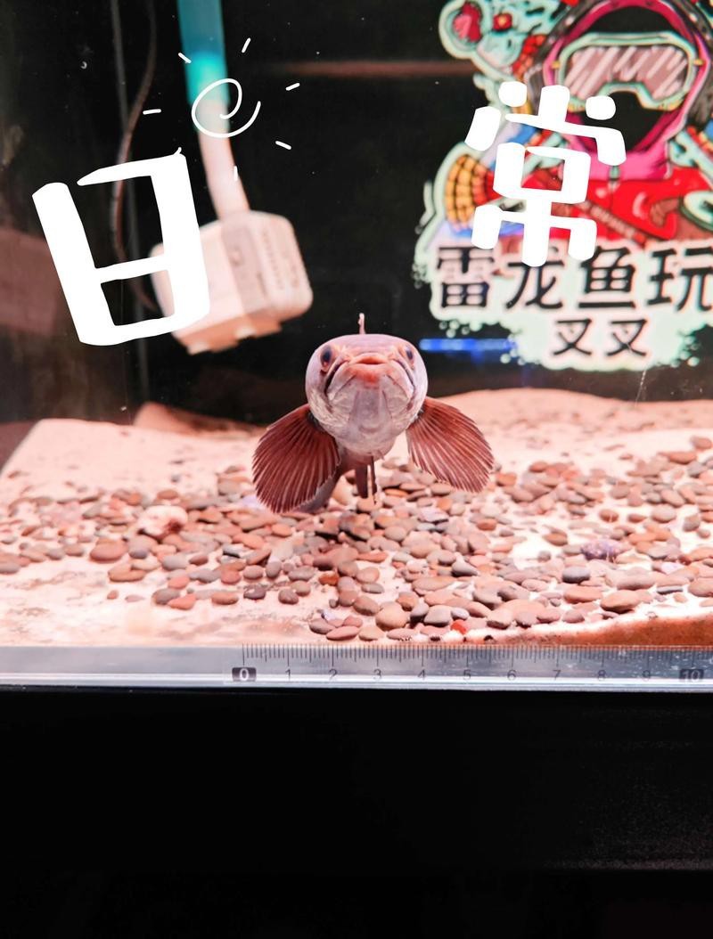 藍寶石龍魚價錢多少一斤 藍寶石龍魚價錢多少一斤 龍魚百科 第8張