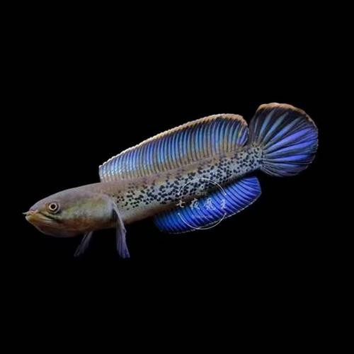 藍寶石龍魚價錢多少一斤 藍寶石龍魚價錢多少一斤 龍魚百科 第7張
