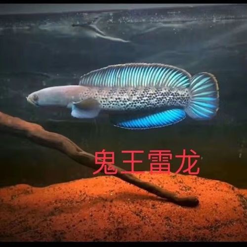 藍寶石龍魚價錢多少一斤 藍寶石龍魚價錢多少一斤 龍魚百科 第11張