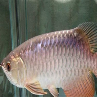藍寶石龍魚價錢多少一斤 藍寶石龍魚價錢多少一斤 龍魚百科 第13張