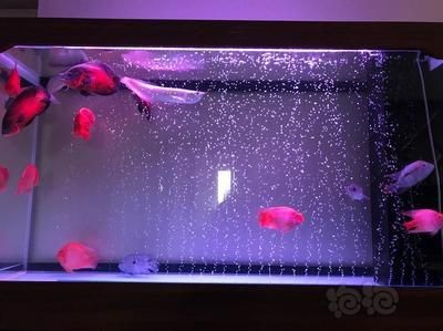 魚缸多久換次水（魚缸多久換一次水）