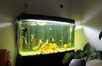如何降低魚缸水分蒸發(fā)：如何減少魚缸水分蒸發(fā) 如何降低魚缸水分蒸發(fā)：如何減少魚缸水分蒸發(fā) 魚缸百科 第1張