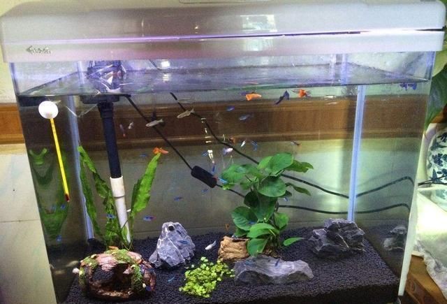 如何降低魚缸水分蒸發(fā)：如何減少魚缸水分蒸發(fā) 如何降低魚缸水分蒸發(fā)：如何減少魚缸水分蒸發(fā) 魚缸百科 第4張
