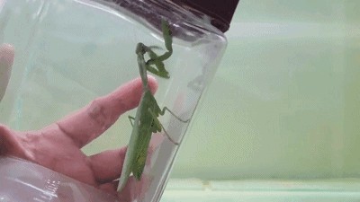 龍魚吃甲蟲嗎會(huì)死嗎：龍魚可以吃甲蟲嗎