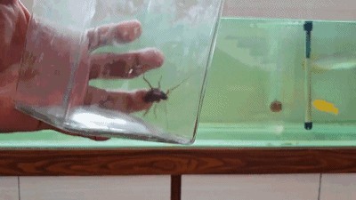 龍魚吃甲蟲嗎會(huì)死嗎：龍魚可以吃甲蟲嗎