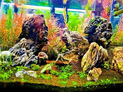 水族箱養護秘籍探索如何正確養護水族箱生態平衡：廣興水族魚缸質量怎么樣水族箱養護秘籍探索如何正確養護水族箱