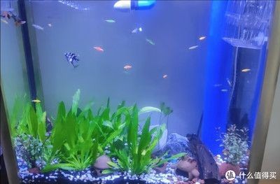 水族箱養護秘籍探索如何正確養護水族箱生態平衡：廣興水族魚缸質量怎么樣水族箱養護秘籍探索如何正確養護水族箱