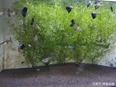 魚缸植物選擇搭配建議：適合淡水魚缸的幾種植物
