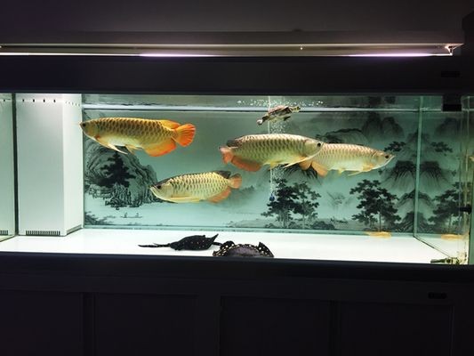 龍魚喂飼料好消化嗎：龍魚喂飼料是否好消化