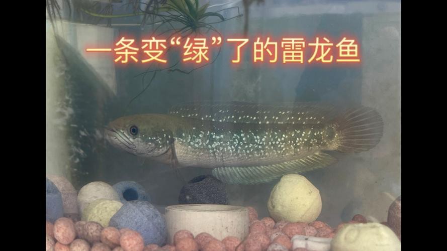 不需要加溫的雷龍魚
