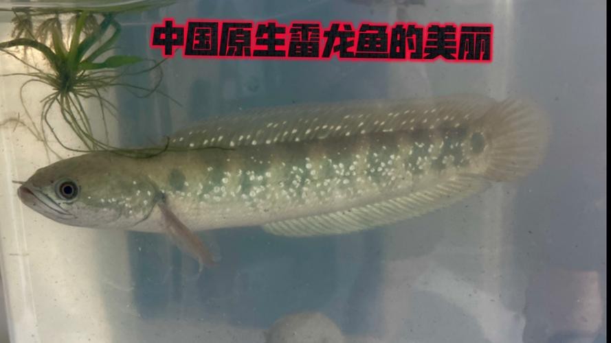 不需要加溫的雷龍魚