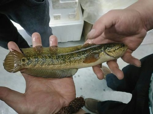 不需要加溫的雷龍魚