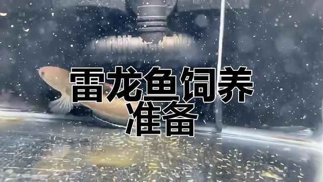 不需要加溫的雷龍魚