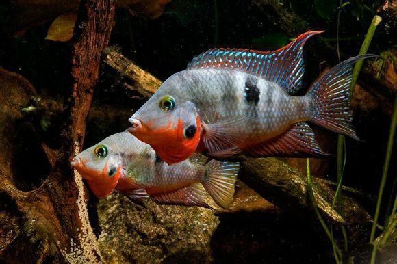 不需要加溫的雷龍魚